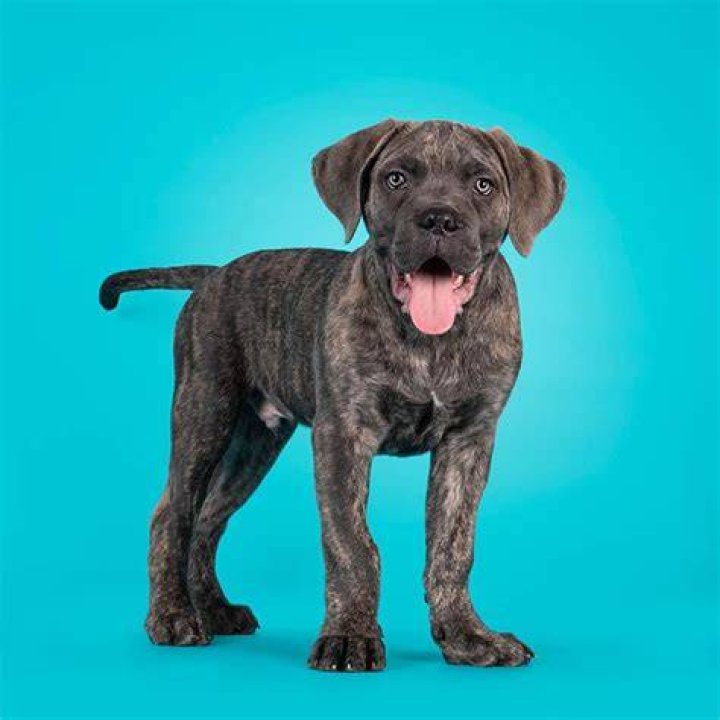 Are blue brindle rare?
