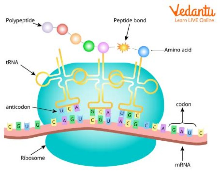 Are codons in dna or rna?