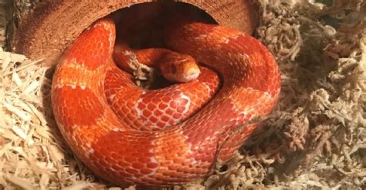 Are corn snake dangerous?
