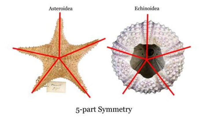 Are echinoderms radial or bilateral?