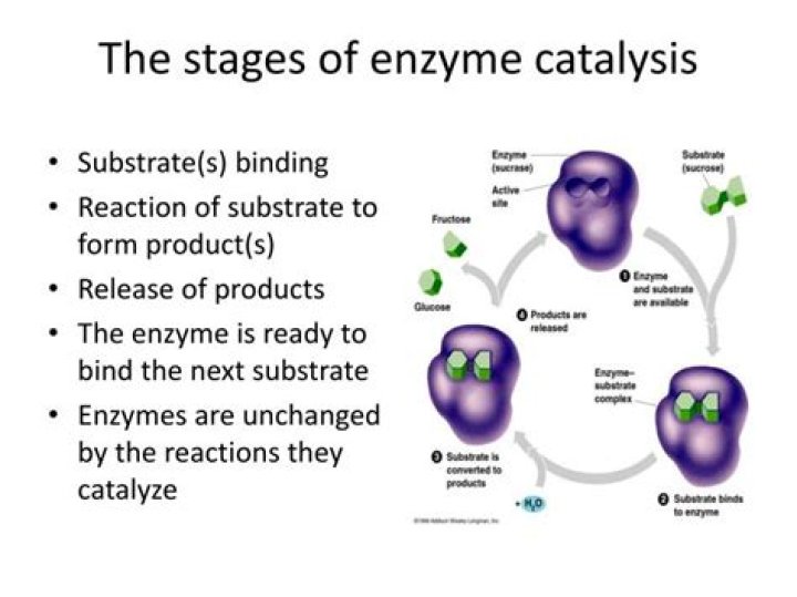 Are enzyme catalyzed reactions reversible?