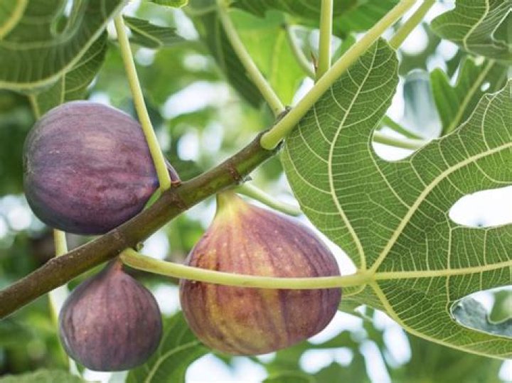 Are fig tree care?