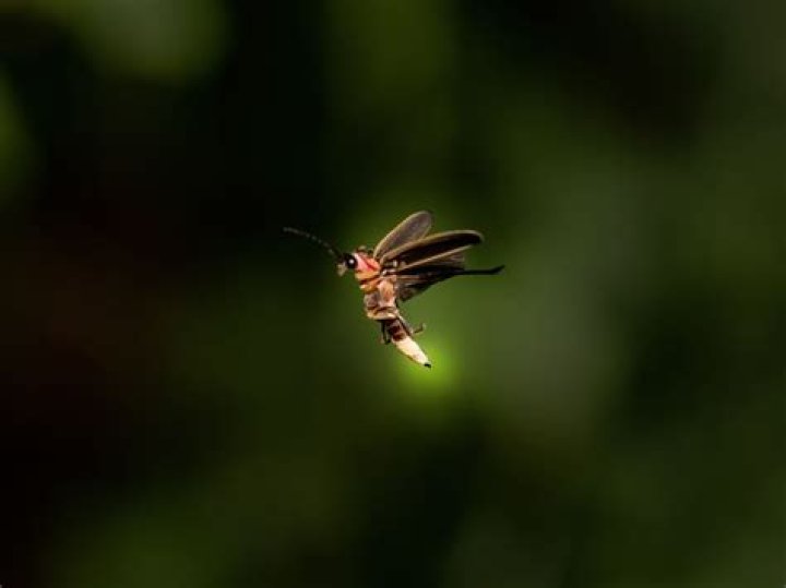 Are fireflies good luck?