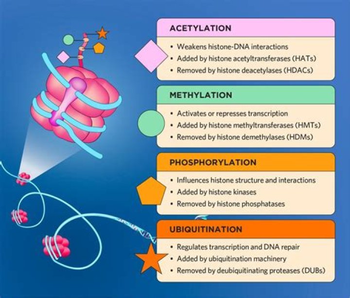 Are histone modifications heritable?