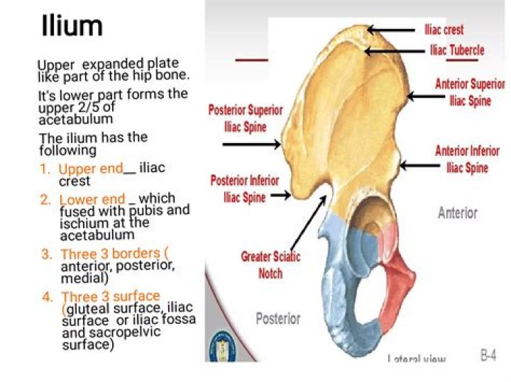 Are ilium and pelvis the same?