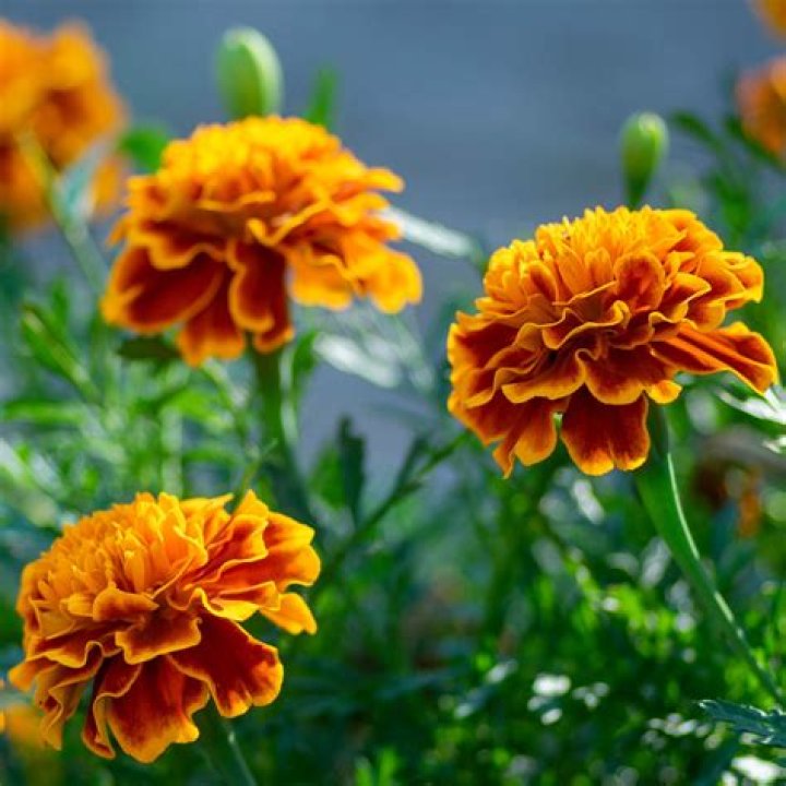 Are marigolds half hardy?