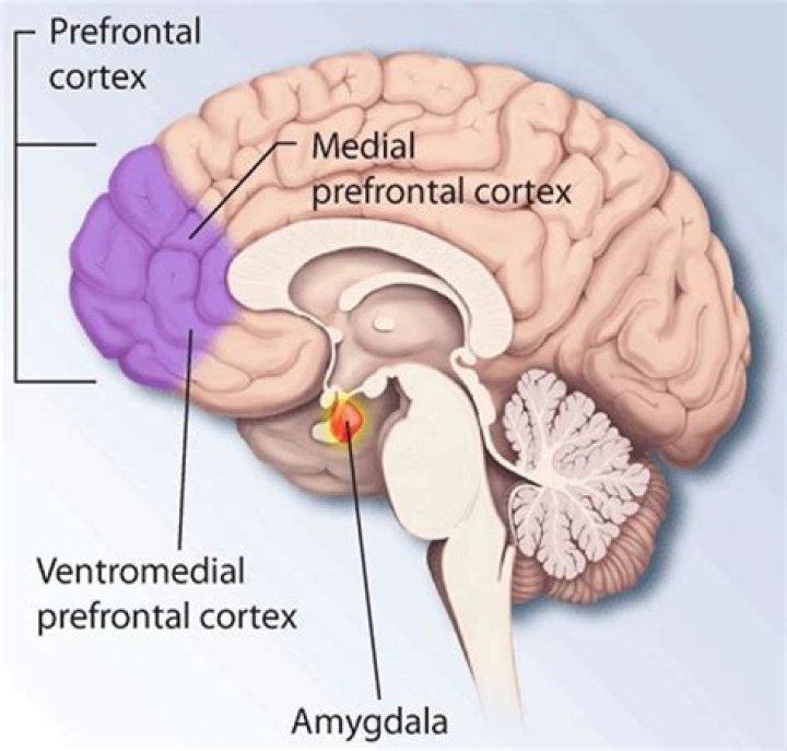Are medial prefrontal cortex?