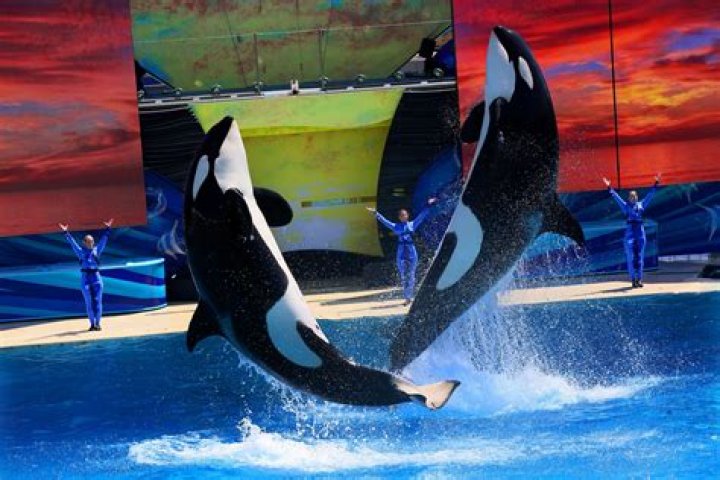 Are orcas still kept in captivity?