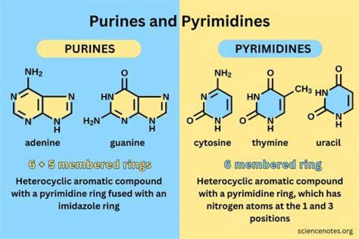 Are pyrimidines water soluble?
