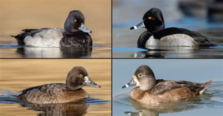 Are ringneck ducks considered scaup?