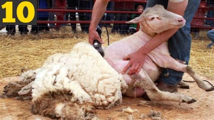 Are sheep supposed to be sheared?