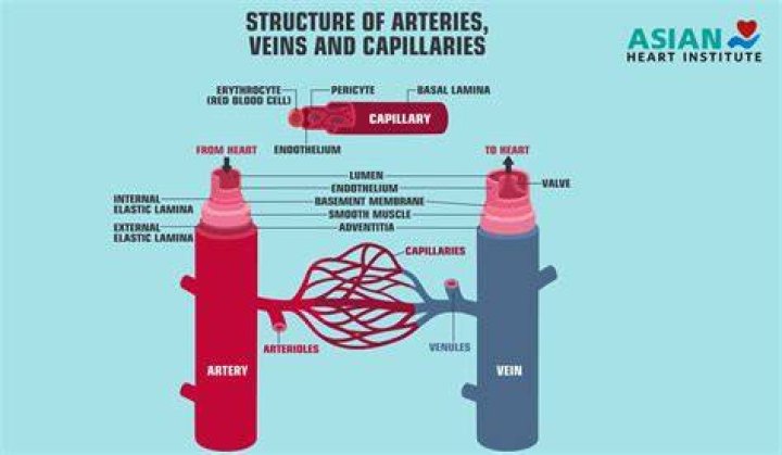 Are venules smaller than capillaries?