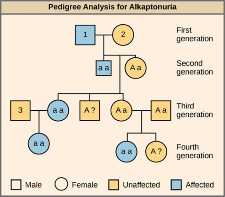 Can alkaptonuria be inherited?