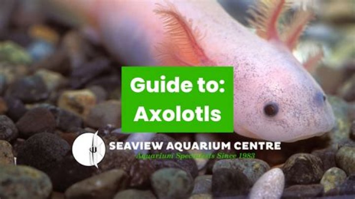 Can axolotls be handled?