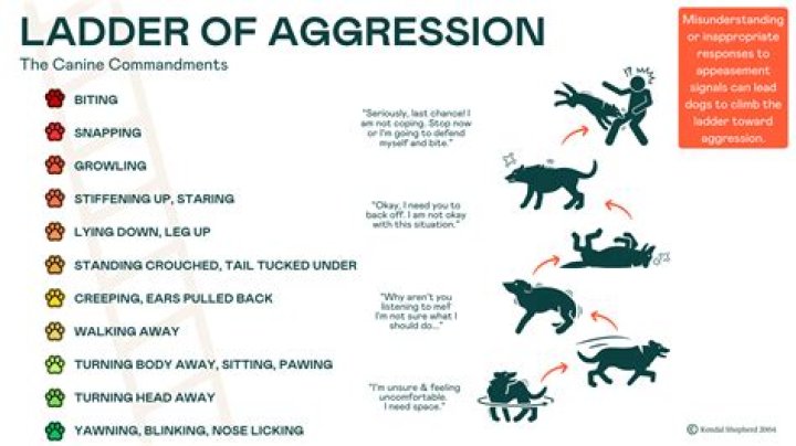 Can castration make a dog more aggressive?