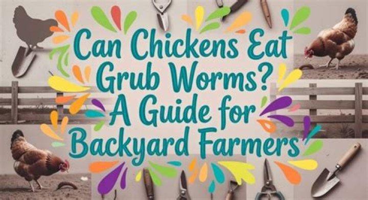 Can chickens eat grub worms?