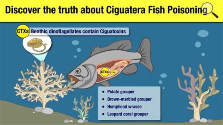 Can ciguatera kill you?