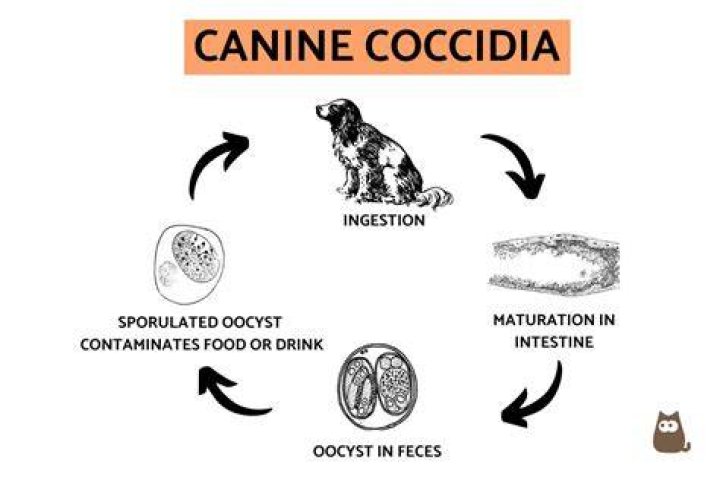 Can coccidia be transmitted to humans?