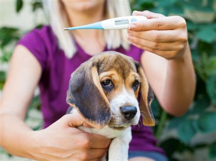 Can dogs get fevers?
