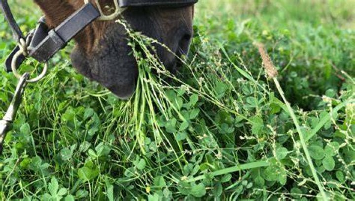 Can horses eat clover?
