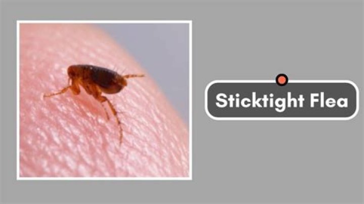 Can humans get sticktight fleas?