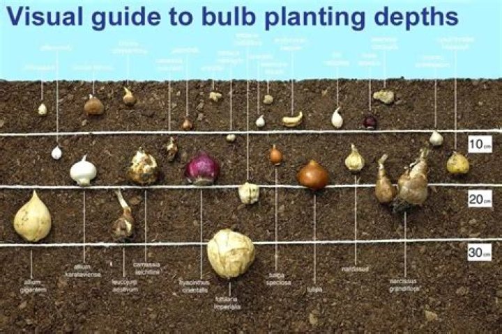Can i move allium bulbs in spring?