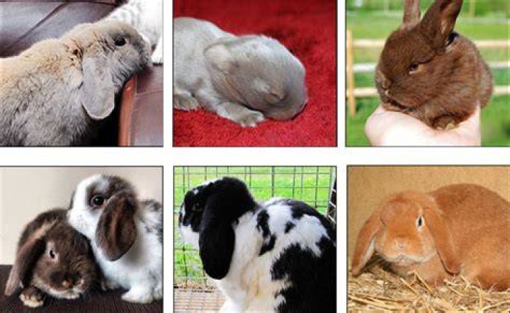 Can mini lops be kept outside?