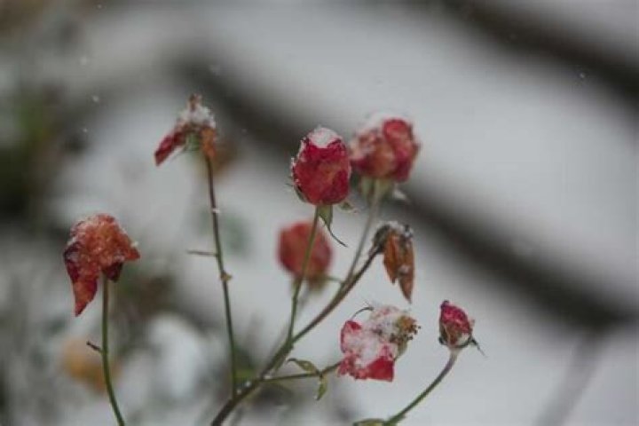 Can mini roses survive winter?