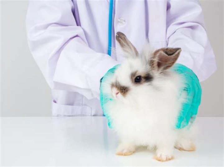 Can pasteurella in rabbits be cured?
