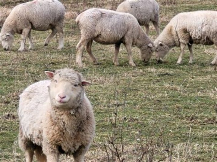 Can sheep die from not being sheared?
