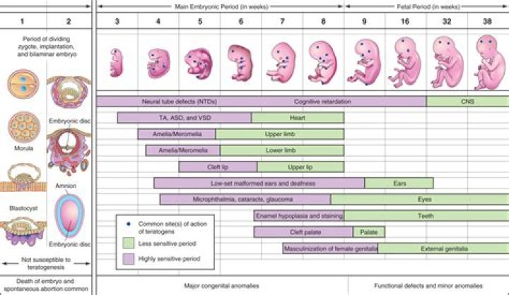 Can solvents cause birth defects?
