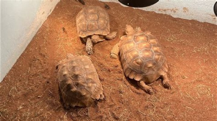 Can sulcata tortoises pyramiding?