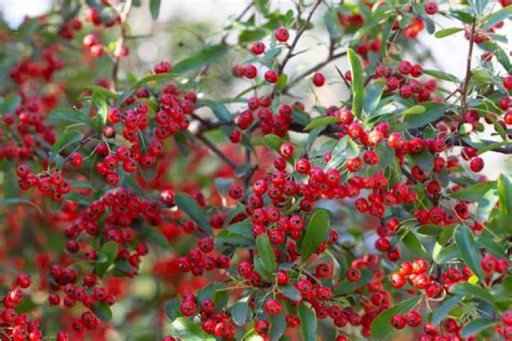 Can you prune chokeberry?