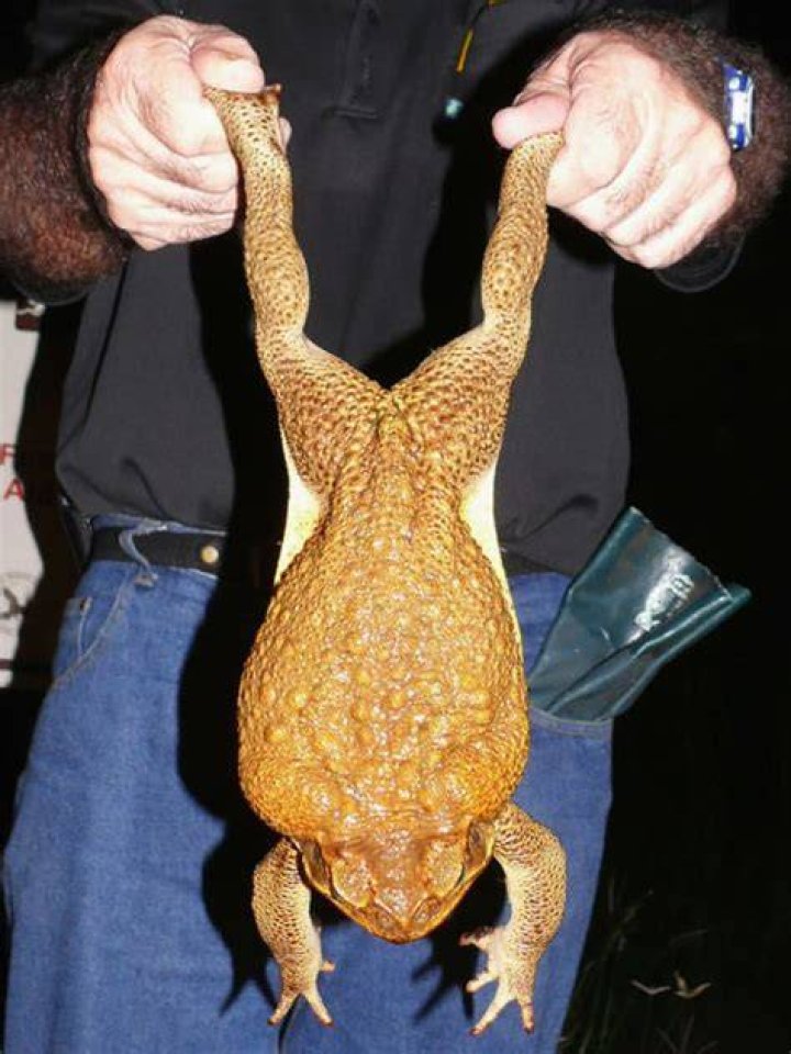 Cane toad full size?