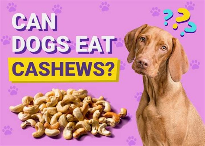 Could dogs eat cashew?