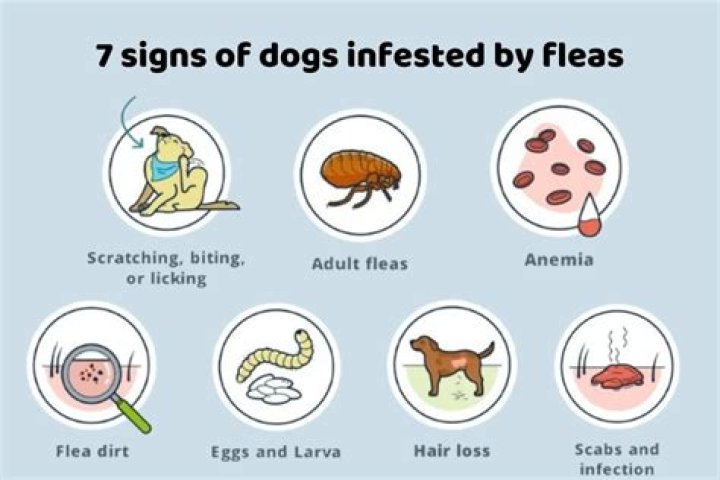 Could fleas make a dog sick?