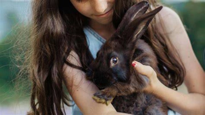 Could loud music kill a rabbit?