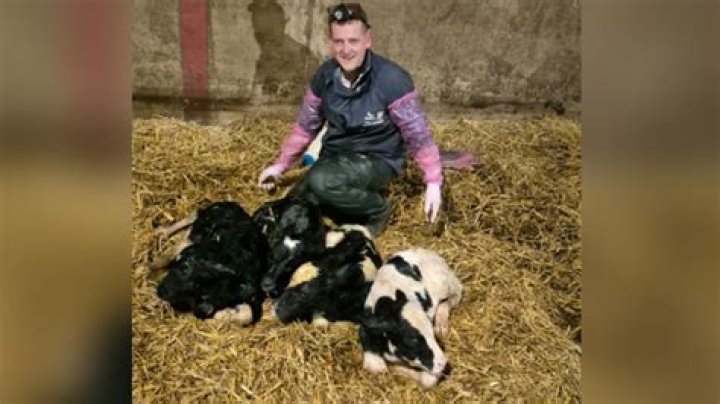 Did a cow have quadruplets?
