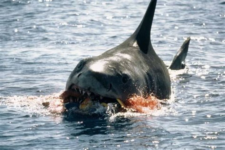 Did jaws use a real shark?