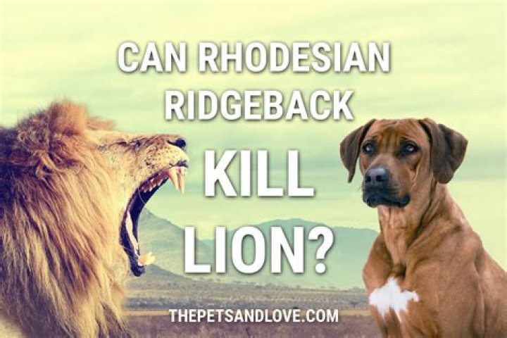 Did rhodesian ridgebacks kill lions?