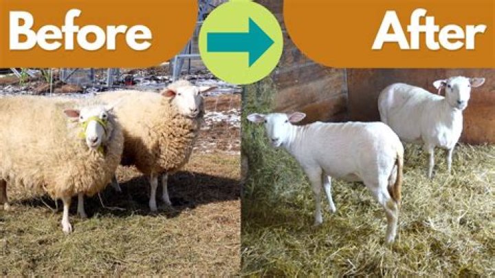 Did sheep always need to be sheared?