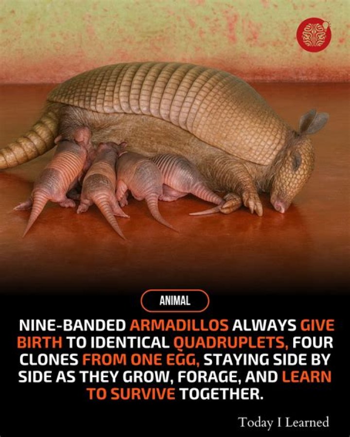 Do armadillos always have quadruplets?
