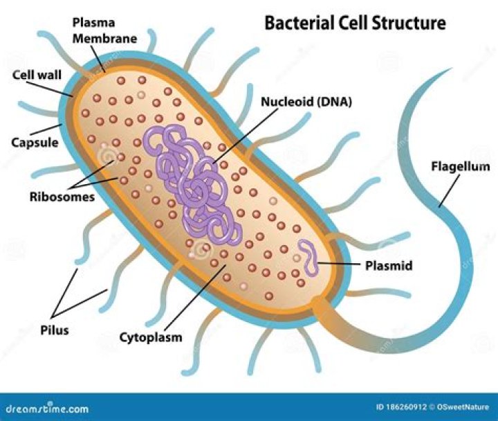 Do bacteria cells have a nucleus?