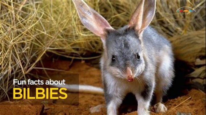 Do bilbies have teeth?