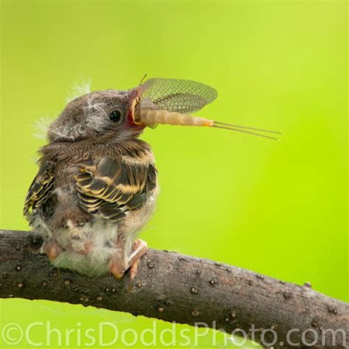 Do birds eat mayflies?