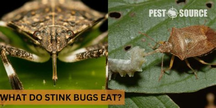 Do birds eat stink bugs?