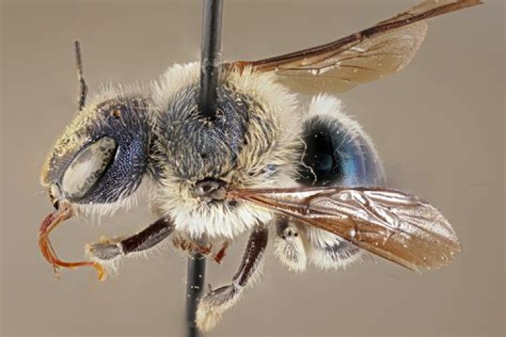 Do blue calamintha bee sting?