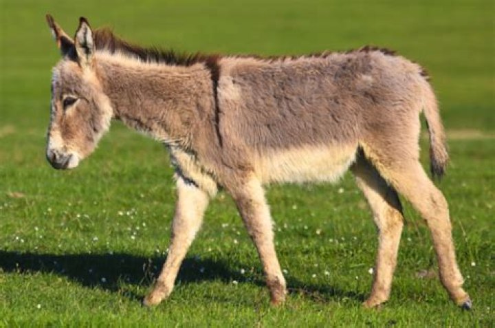 Do burros have a cross on their backs?