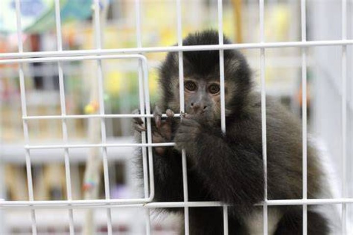 Do caged animals count as pets?