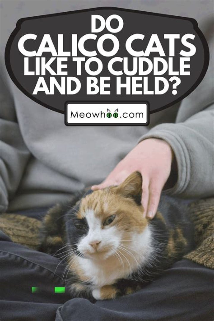 Do calicos like to be held?